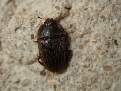 Phenolia sp.